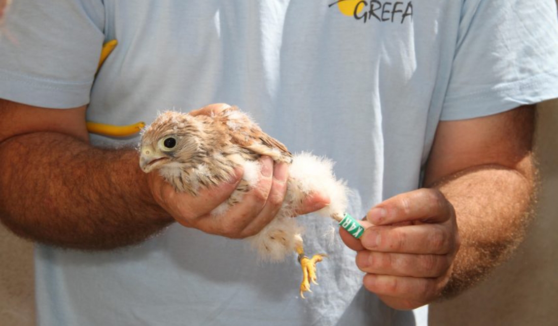 Quer anilla los polluelos de primilla nacidos en cautividad en 2018