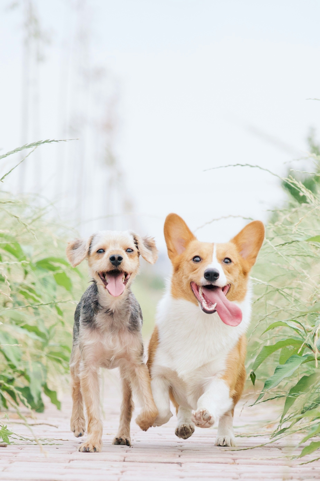 Quer organiza su campaña anual de vacunación de mascotas los días 23, 24 y 25 de mayo
