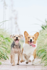 Quer organiza su campaña anual de vacunación de mascotas los días 23, 24 y 25 de mayo