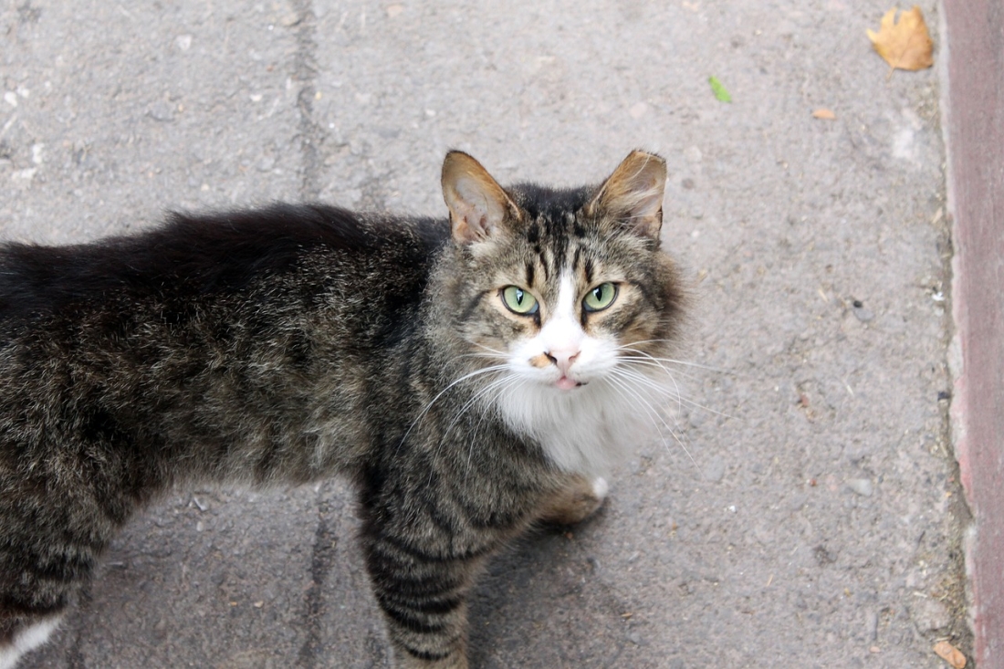 Primera campaña de concienciación ciudadana sobre el plan municipal de control de población felina