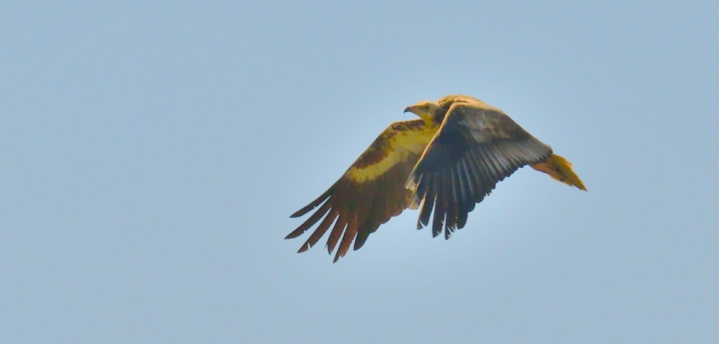 Magníficos avistamientos este fin de semana desde el comedero de aves necrófagas