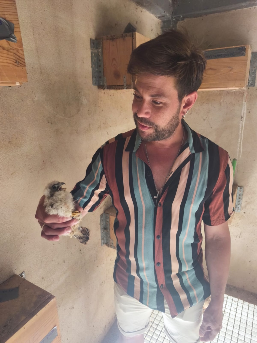 El primillar de Quer vuelve a superar los treinta pollos nacidos en libertad