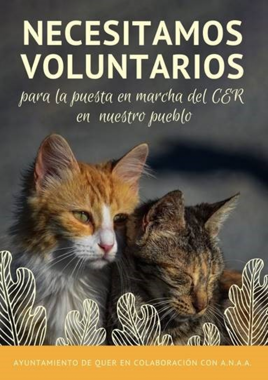 El proyecto de protección de colonias de felinos (CES), necesita voluntarios