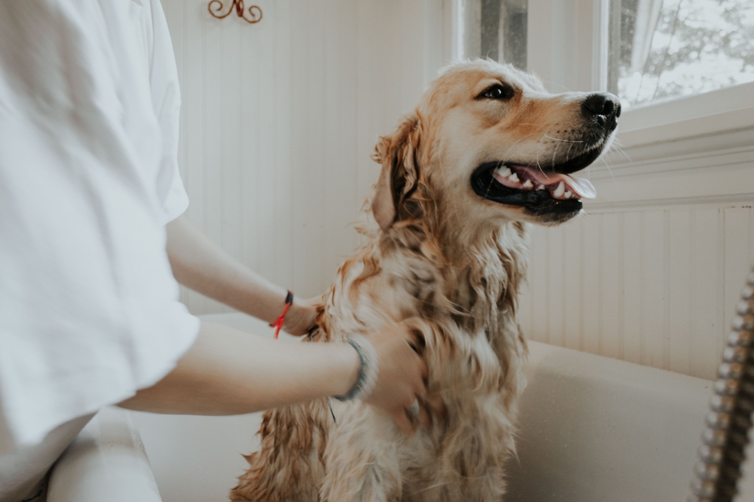 El próximo 31 de mayo, campaña de vacunación de mascotas de Quer