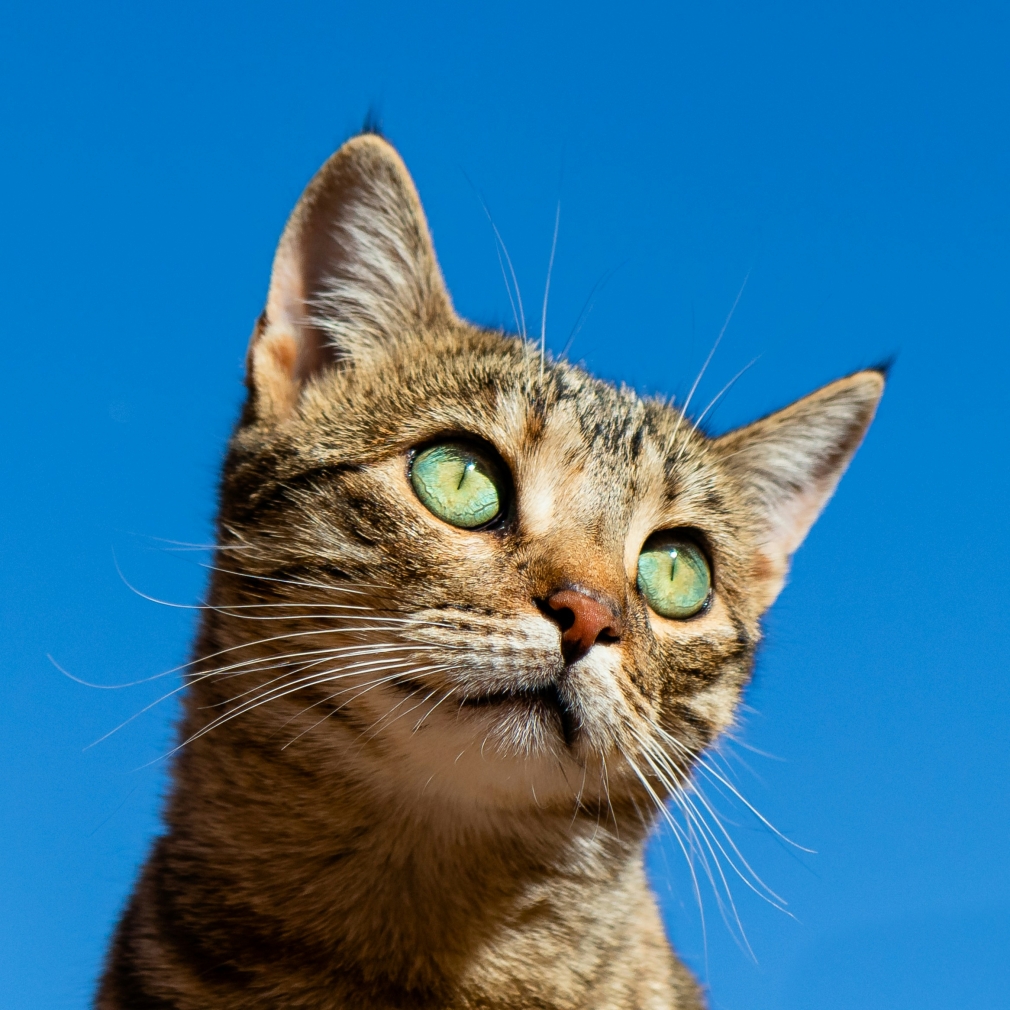 El proyecto CER de Quer ha evitado que 144 gatos más deambulen por las calles del municipio