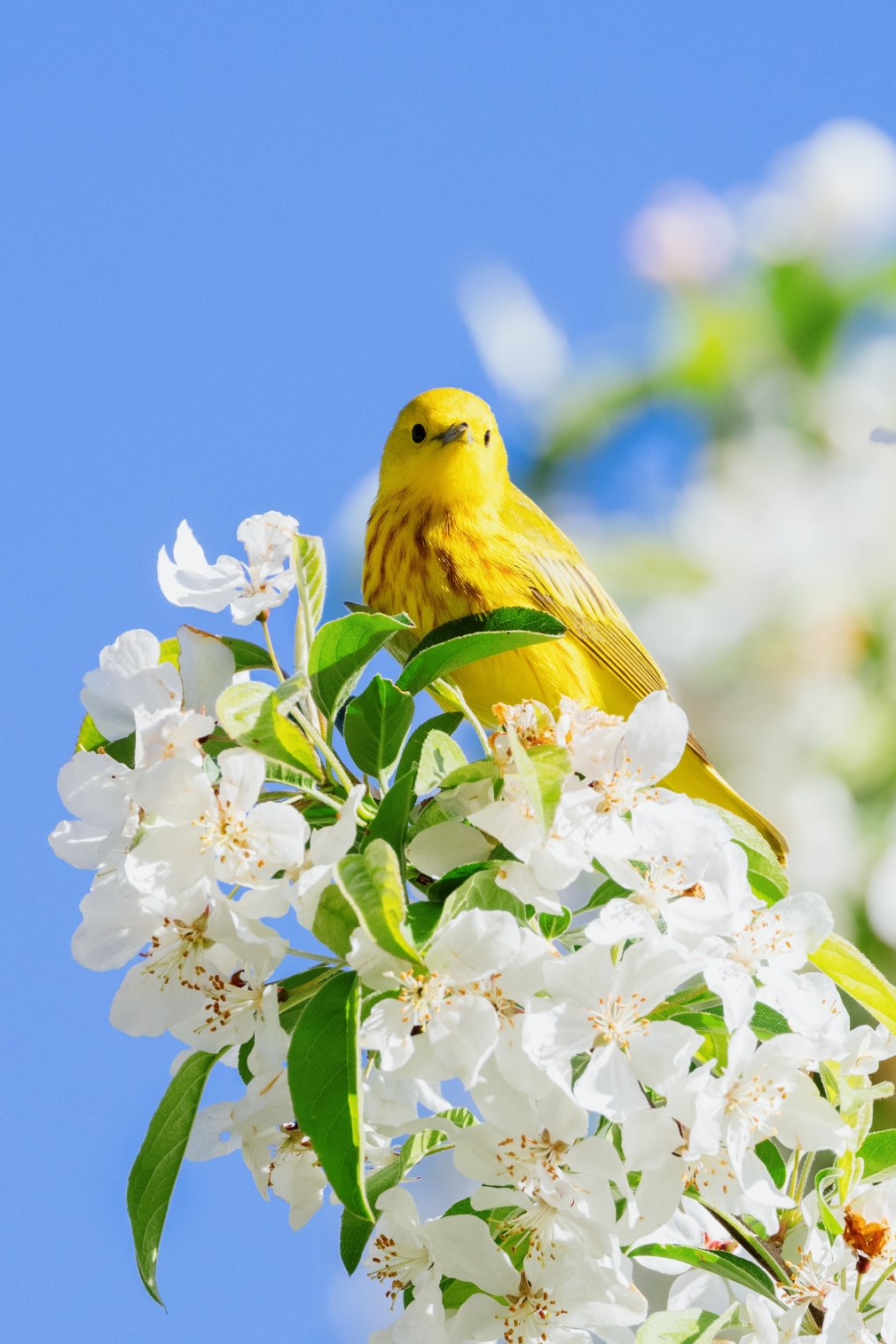 El próximo 14 de mayo, fiesta de la primavera en Quer