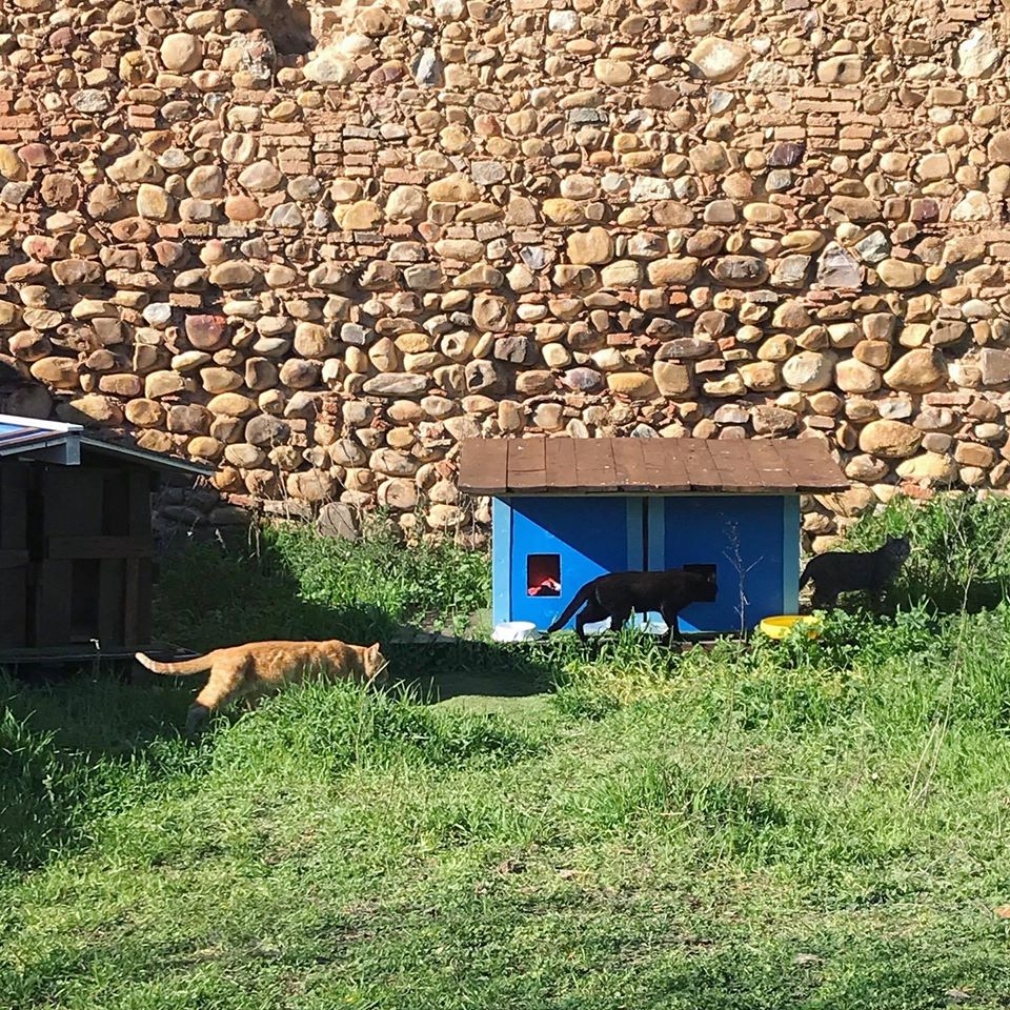 Los voluntarios del proyecto CES abren una página en Facebook: @MasQuerGatos