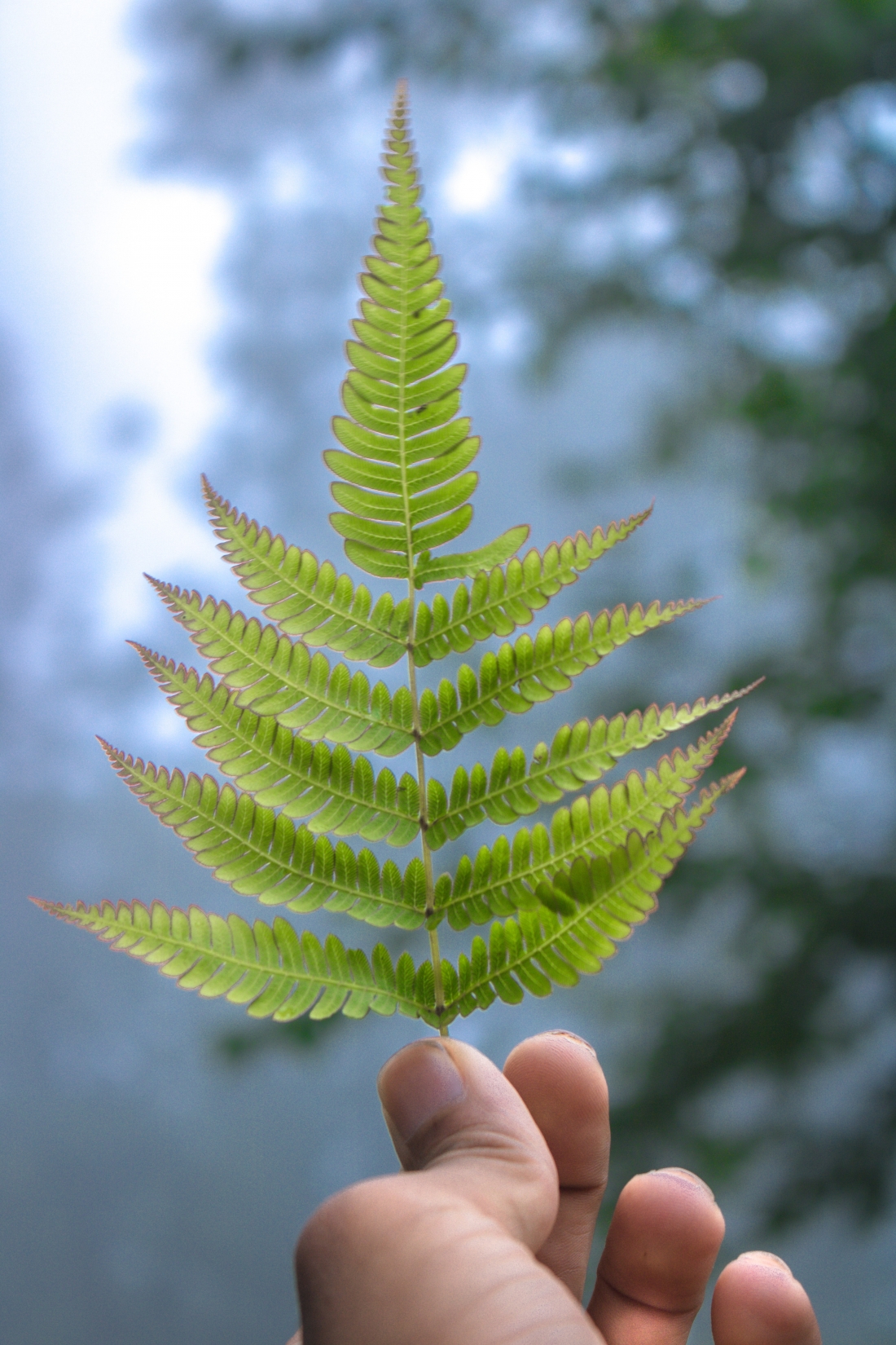 Quer celebrará el Día Mundial del Medio Ambiente