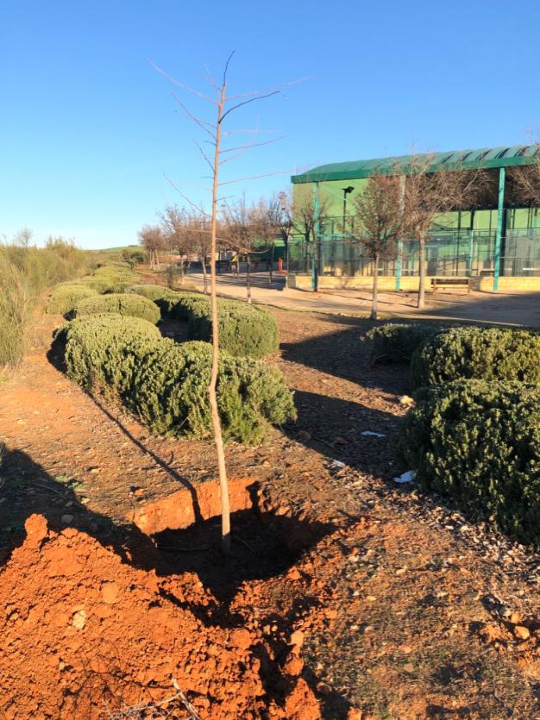 El Ayuntamiento de Quer ha plantado 200 árboles, con riego, en el último año
